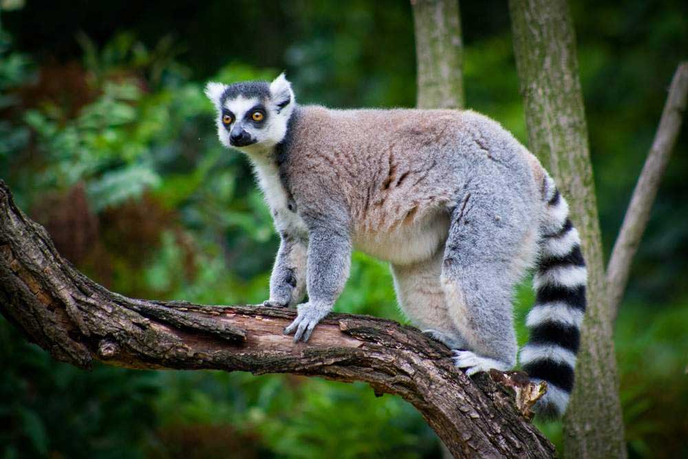 La Faune et la Flore de Madagascar