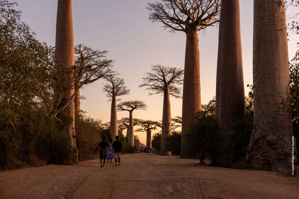 Best of Madagascar :  des Tsingy aux Baobabs, jusqu’à la Route du Sud