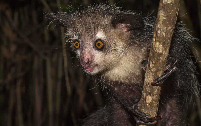 Immersion dans la Réserve de Palmarium