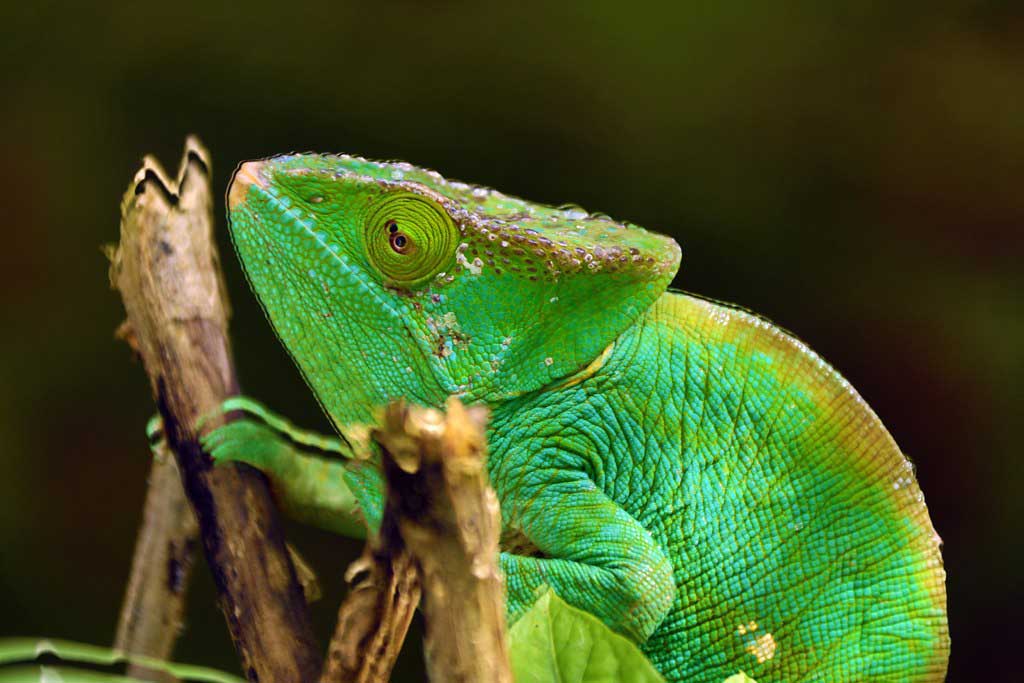 Pearls of the East Coast and Saint Mary