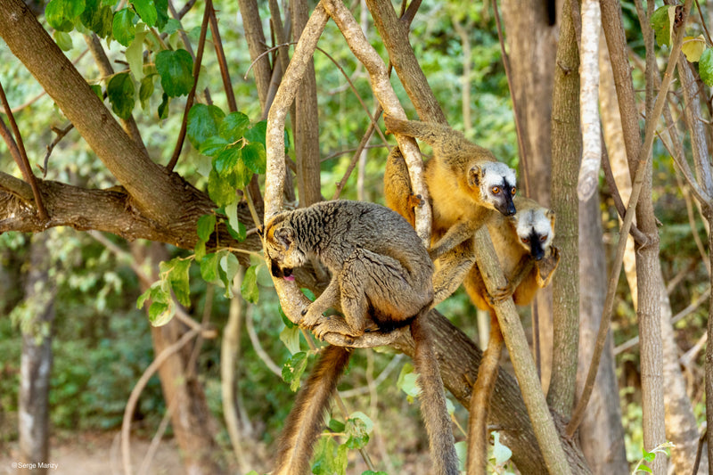 Exploration de la Tsiribihina