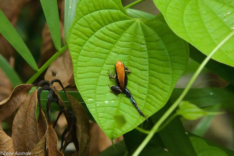 La forêt primaire de Lokobe