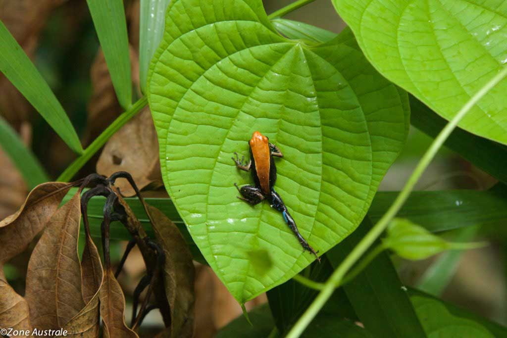 Beach-to-beach and island-to-island stay