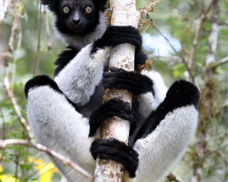 Le parc national d'Andasibe