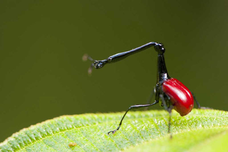 Le parc national de Ranomafana (entre 3 à 5h de marche facile) et Fianarantsoa