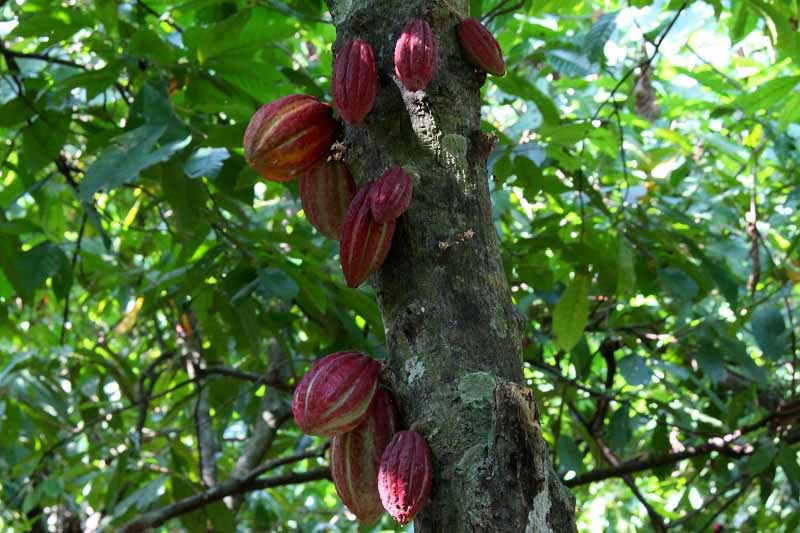 Route vers Ankify et traversée vers Nosy Be (+/- 03h30 de route, 02h de visite et 01h de traversée)