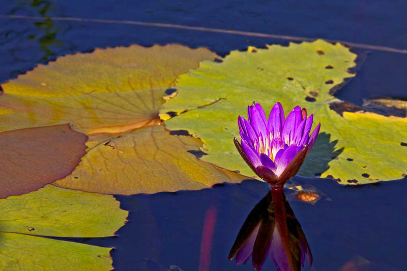 Andasibe - Réserve de palmarium