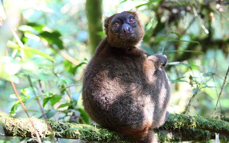 Le parc national de Ranomafana (3 à 5h de balade)