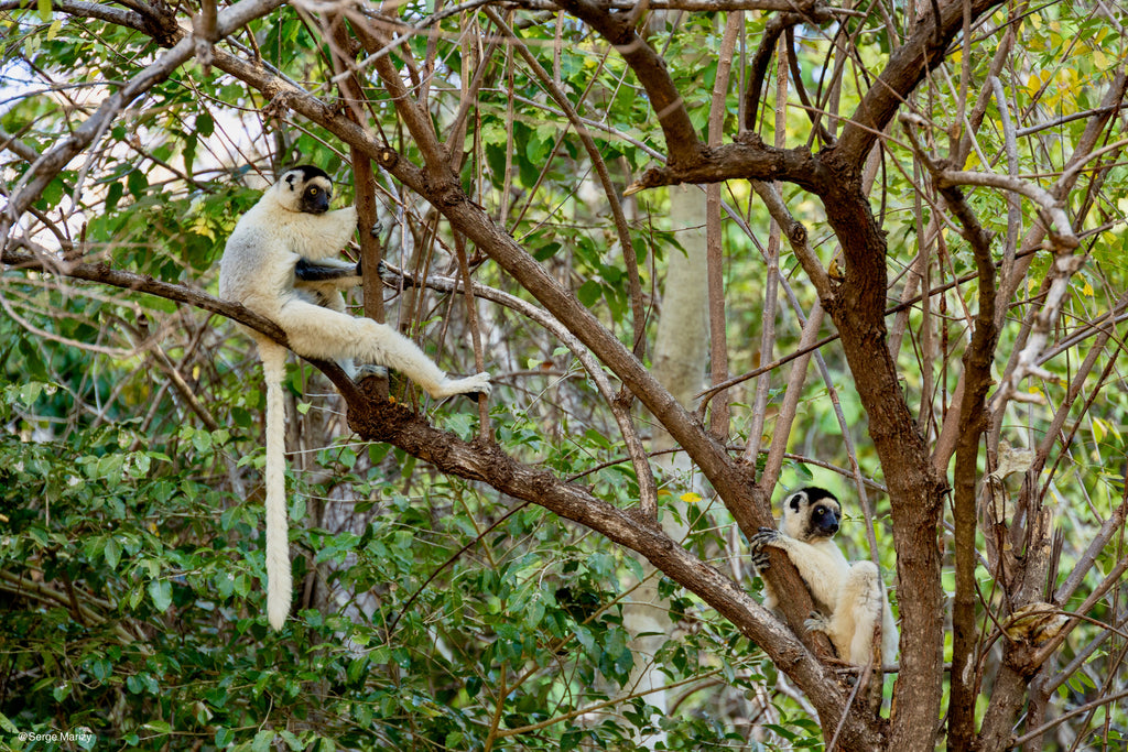 Best of Madagascar :  des Tsingy aux Baobabs, jusqu’à la Route du Sud