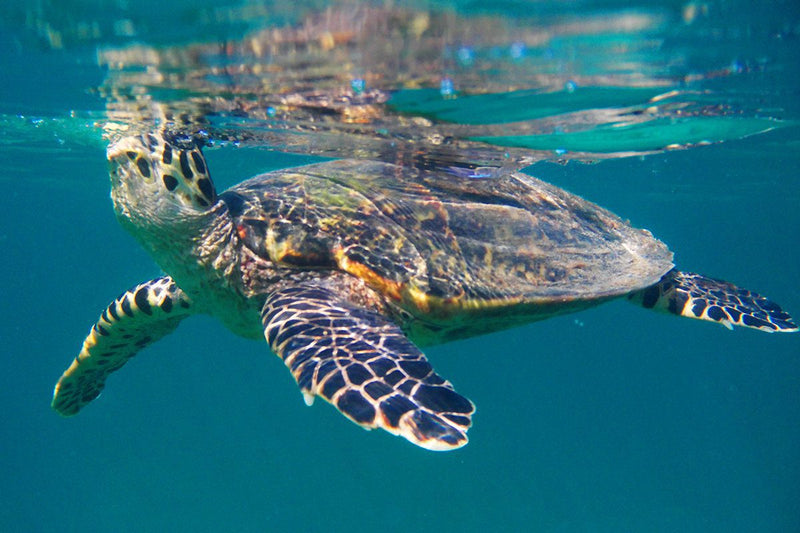 Nosy Sakatia« l’île aux Orchidées »