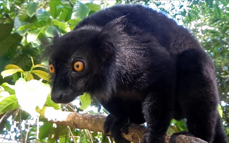 L’île aux Lémuriens et la réserve sous marine