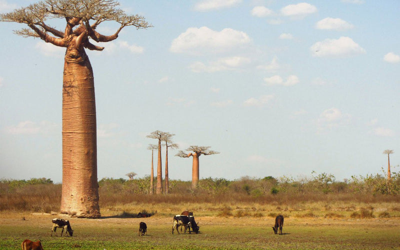 Isalo - Ifaty (295 km +/-5h)