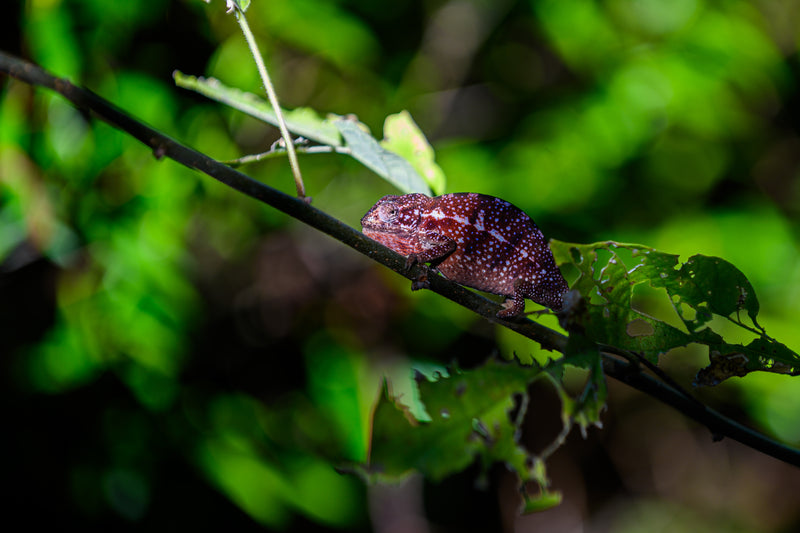 Le parc national de l’Isalo