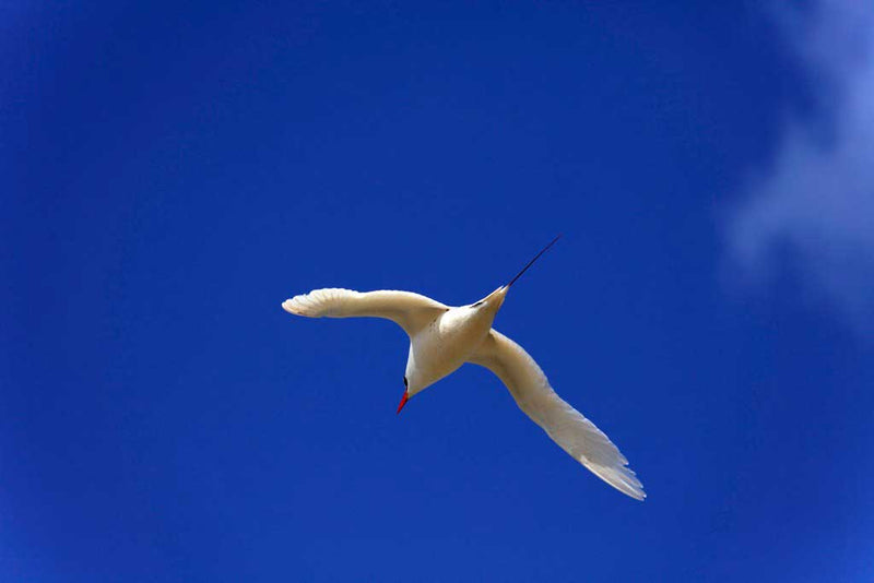 Visite de l’îlot d’Antsoha