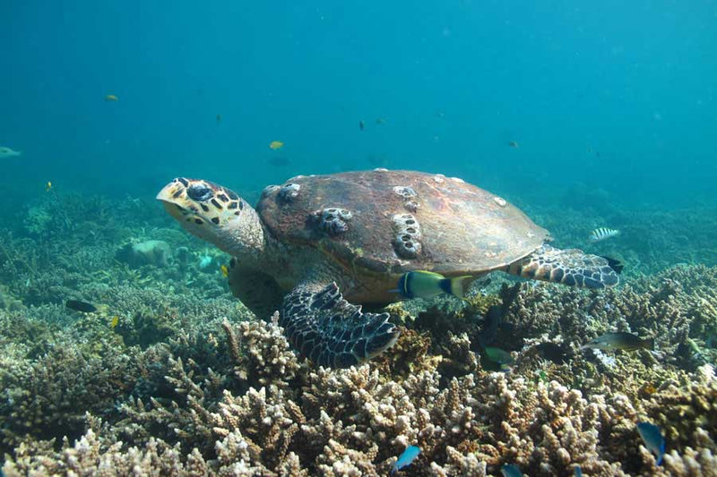 La réserve sous-marine et l'île aux Lémuriens