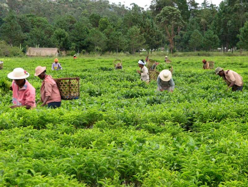 Visite de la plantation de thé Sahambavy et retour à Antsirabe (+/- 6h)