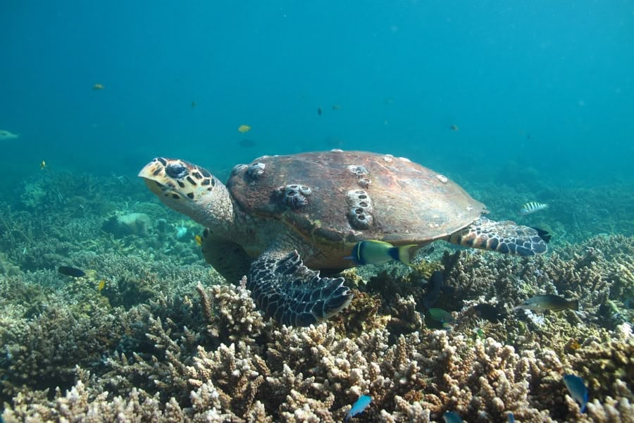 Catamaran cruise and discovery of the island of perfumes