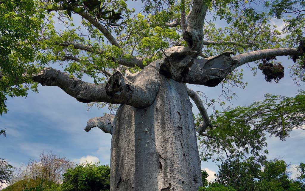 North of the Big Island and the tsingy of Ankarana