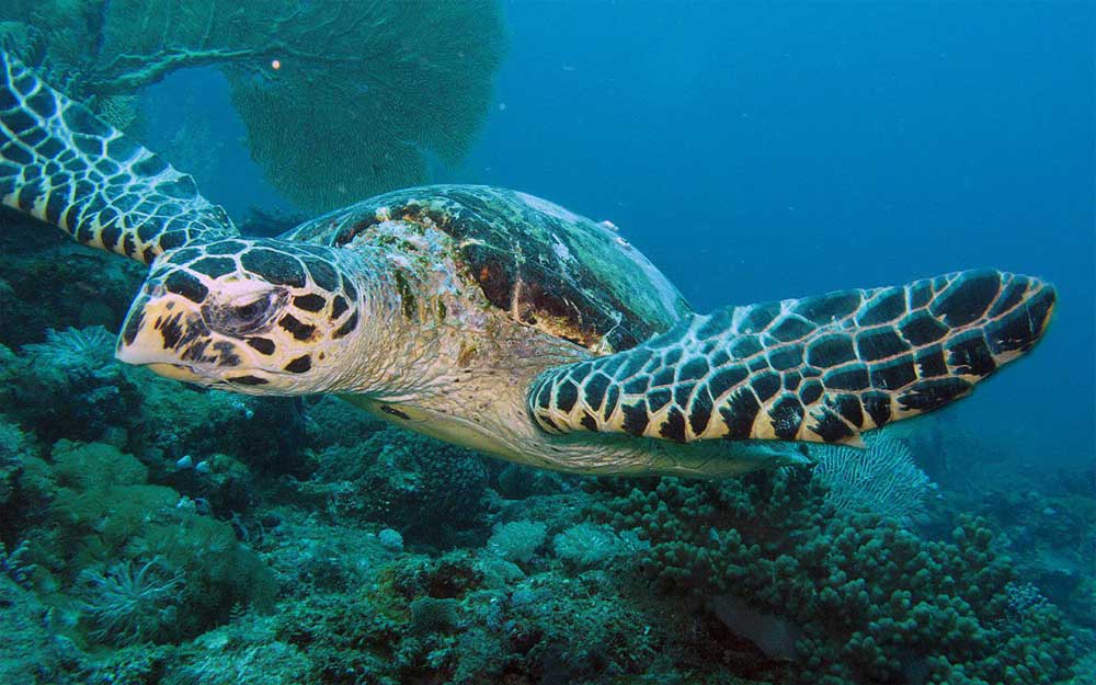 The jewel of the Indian Ocean