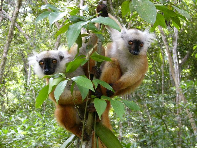 La réserve sous-marine et l'île aux Lémuriens