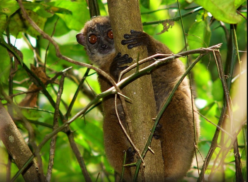Immersion dans la forêt tropicale de Lokobe