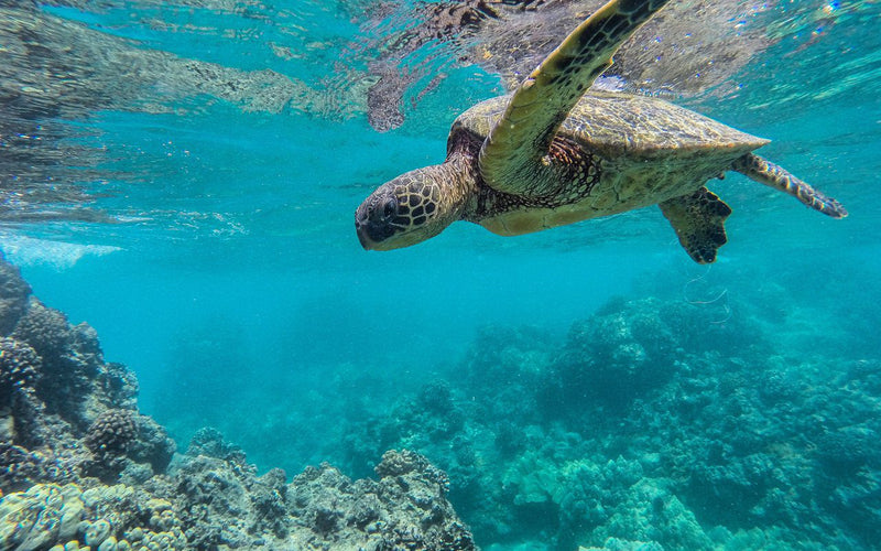 Excursion sur Sakatia 